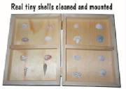 shell collection image
